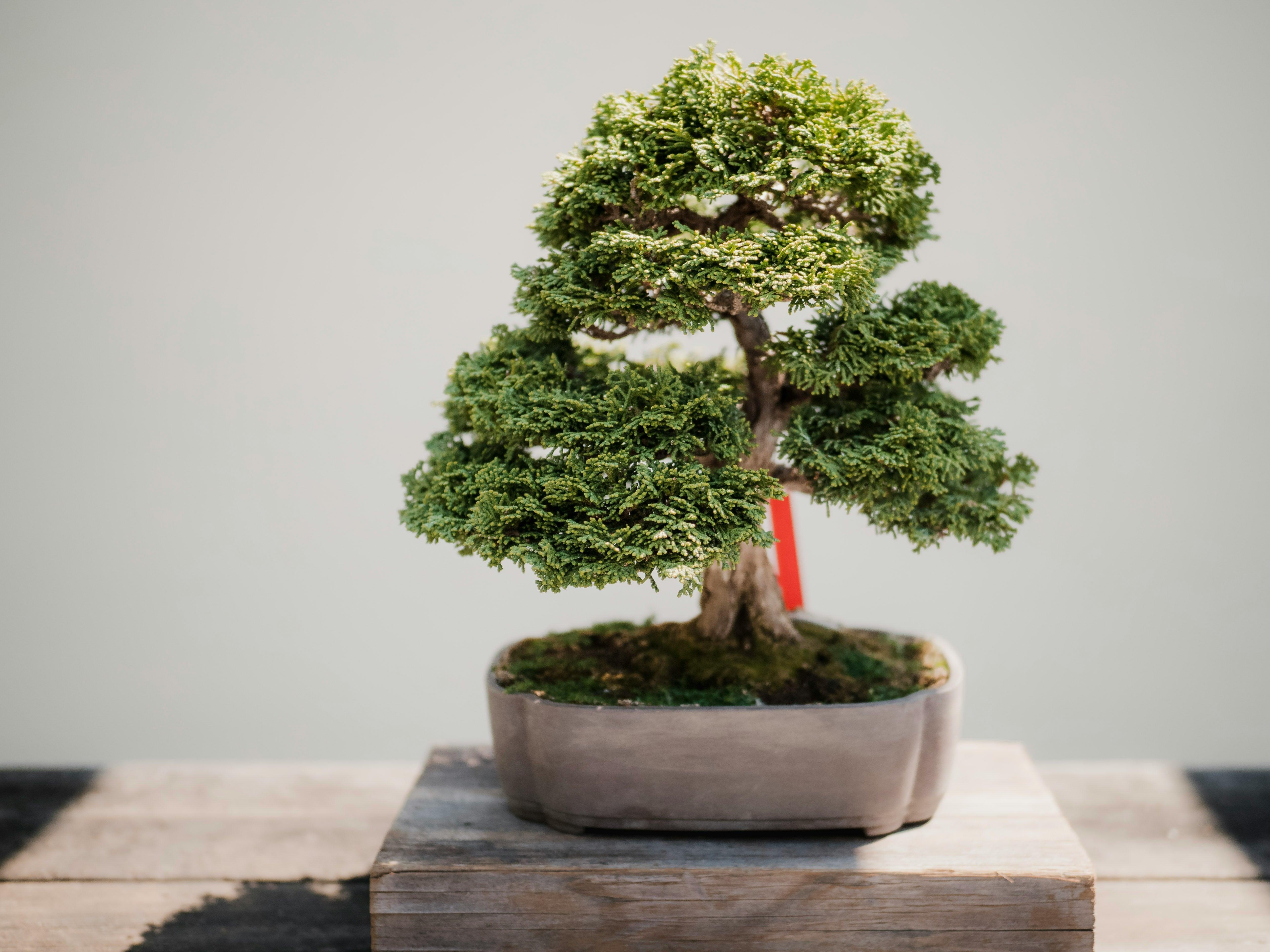 Pflegekalender fr den Chinesischen Wacholder  Bonsai Studio
