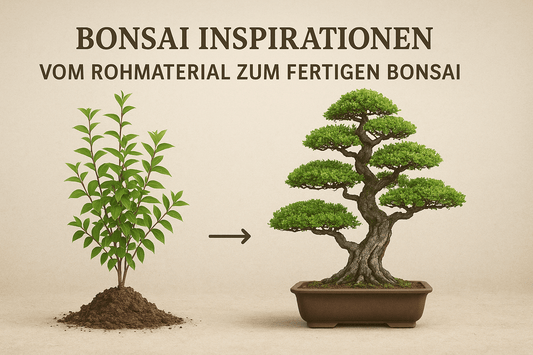 Junger Baum zum fertigen Bonsai