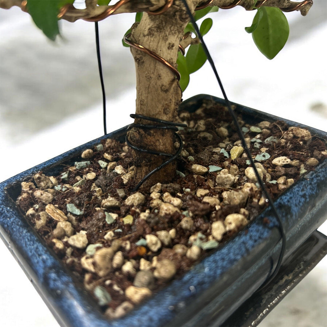 Bonsai im Haussubstrat