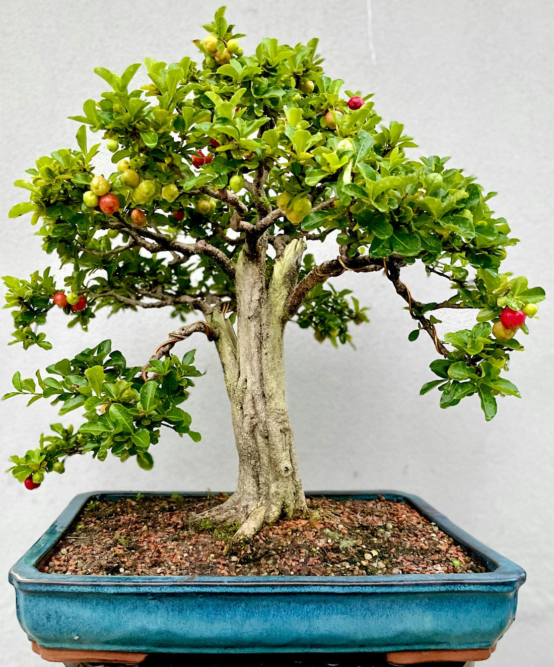 pyracantha angustifolia bonsai Pyracantha Bonsai main image 0
