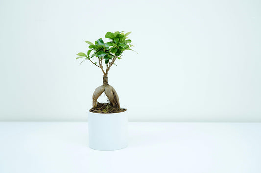 Der Ficus Bonsai – Ein zeitloser Klassiker für dein Zuhause - Bonsai Studio