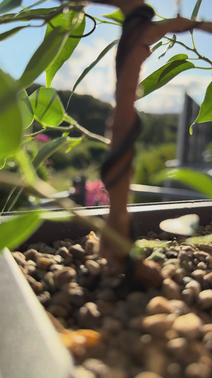 Bonsai Trainingsschale